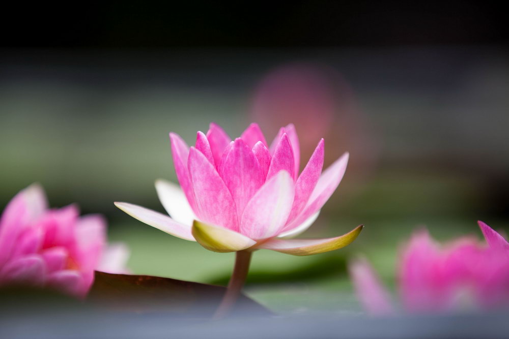 lotus-2575699_1000.jpg?v=1.0