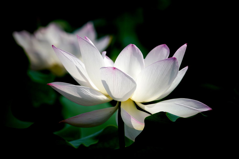 lotus-4387618_1920.jpg?v=1.0