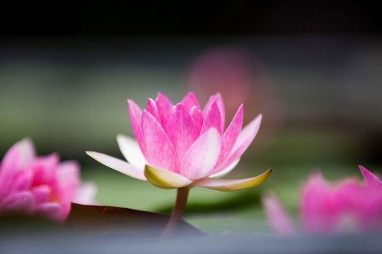 lotus-2575699_1000.jpg?v=1.0 lotus-2575699_1000.jpg?v=1.0